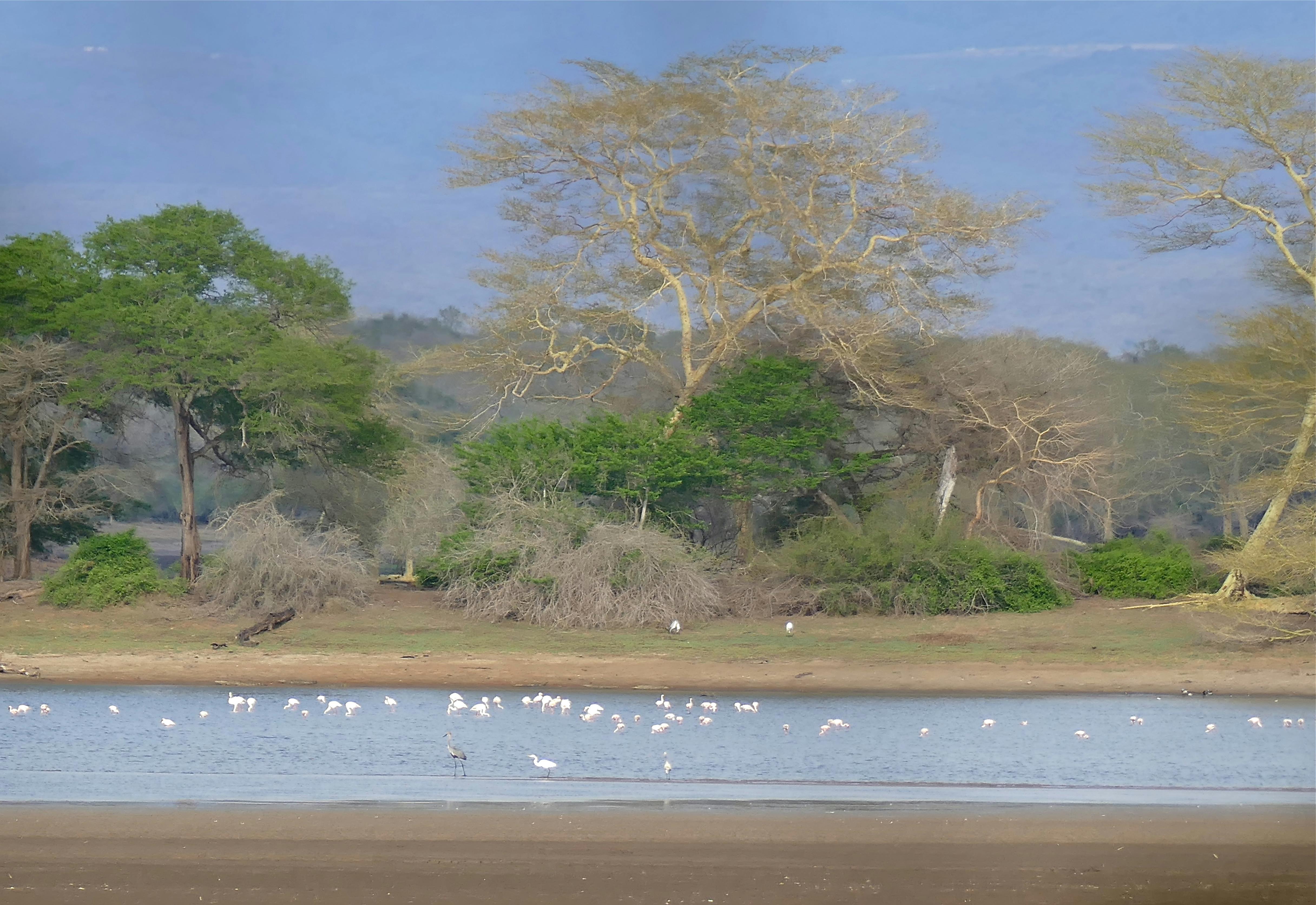 Maputaland Coastal Forests and Woodlands | One Earth